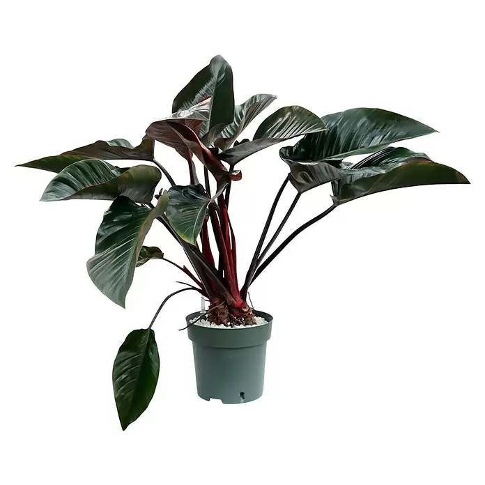 Piardino Baumfreund 'Red Beauty' - Philodendron 'Red Beauty' - Vorderansicht