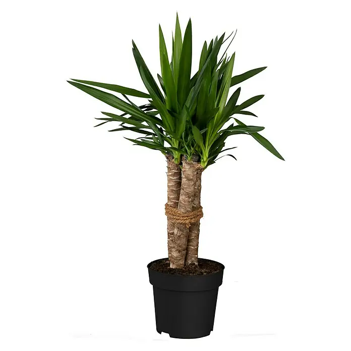 Palmlilie 3er Stamm - Yucca elephantipes, Topfgröße: 24 cm - Vorderansicht