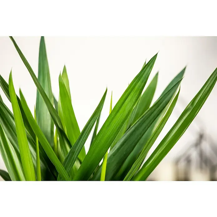 Palmlilie 3er Stamm - Yucca elephantipes, Topfgröße: 24 cm - Detailaufnahme