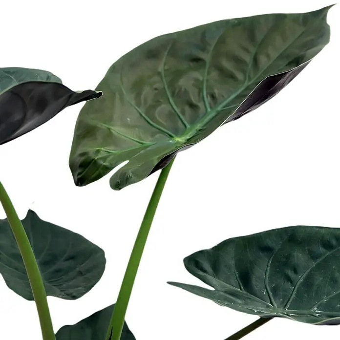 Piardino Elefantenohr - Alocasia wentii, Topfgröße: 19 cm - Detailaufnahme
