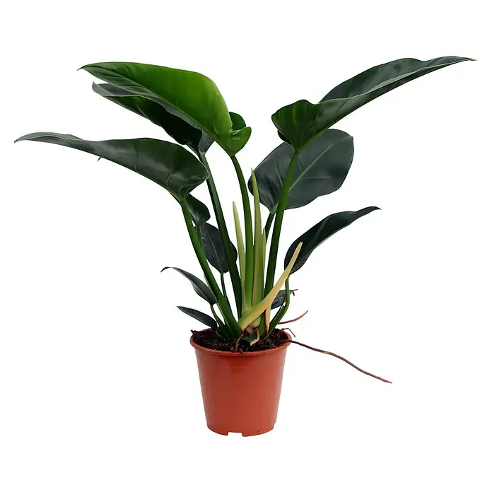Piardino Baumfreund Congo Millions - Philodendron, Topfgröße: 19 cm - Vorderansicht