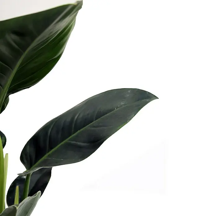 Piardino Baumfreund Congo Millions - Philodendron, Topfgröße: 19 cm - Detailaufnahme