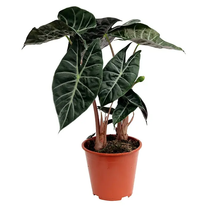 Piardino Elefantenohr 'Pink Dragon' - Alocasia, Topfgröße: 19 cm - Vorderansicht