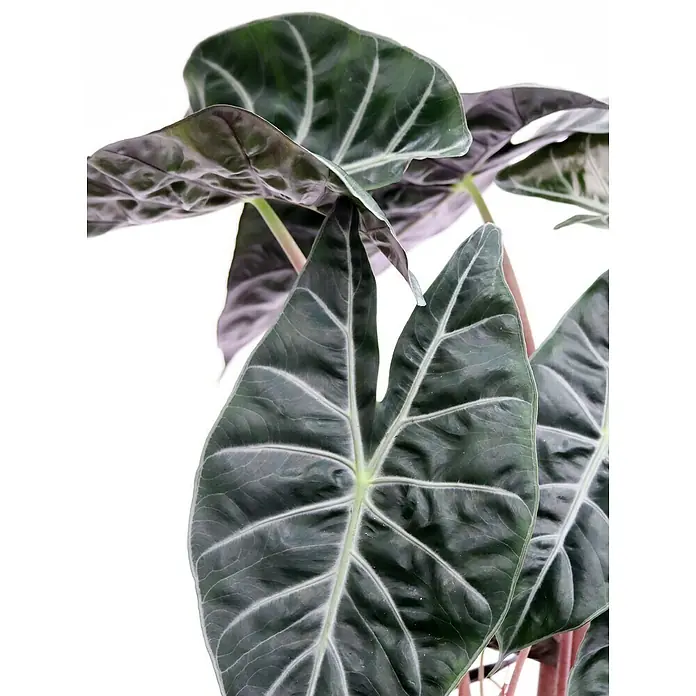 Piardino Elefantenohr 'Pink Dragon' - Alocasia, Topfgröße: 19 cm - Detailaufnahme