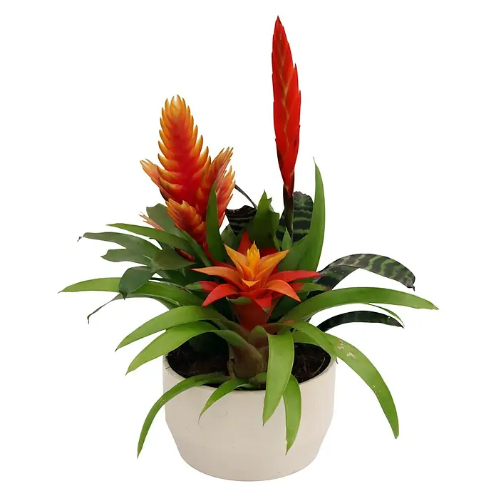 Piardino Bromelie in Keramik - Bromelia Hybride, Topfgröße: 18 cm, Gelb/Orange/Rot - Vorderansicht