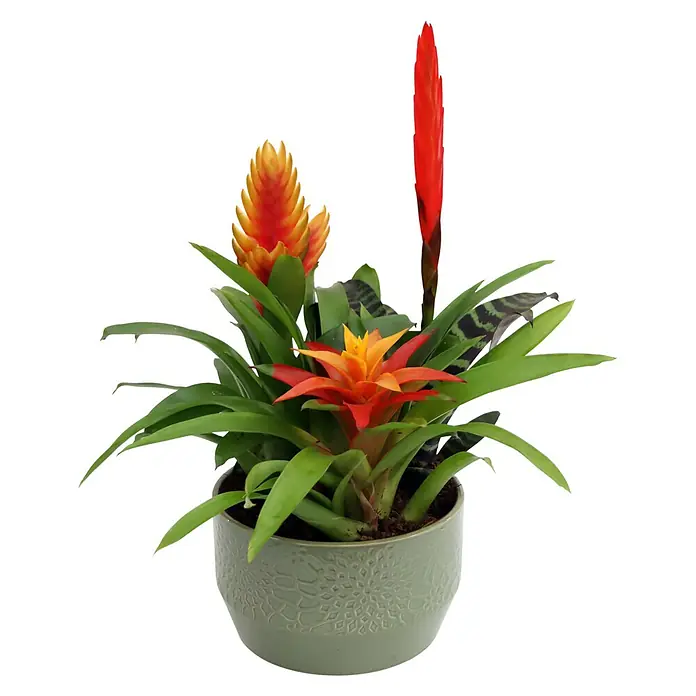 Piardino Bromelie in Keramik - Bromelia Hybride, Topfgröße: 18 cm, Gelb/Orange/Rot - Vorderansicht