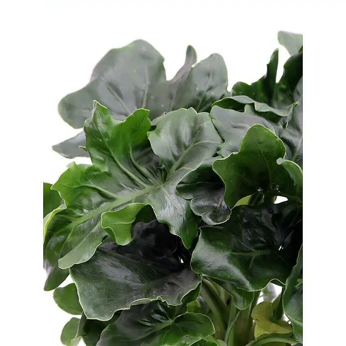 Piardino Baumfreund - Philodendron bipinnatifidum, Topfgröße: 12 cm - Detailaufnahme