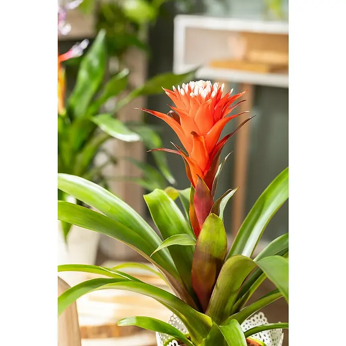 Piardino Guzmanie - Guzmania 'Hope', Topfgröße: 12 cm - Detailaufnahme