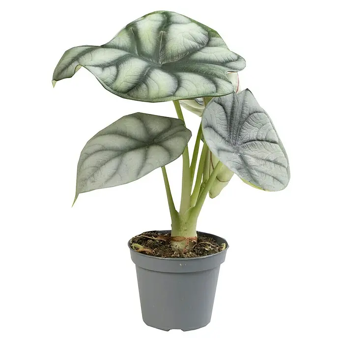 Piardino Elefantenohr 'Silver Dragon' - Alocasia Silver Dragon, Topfgröße: 6 cm - Vorderansicht