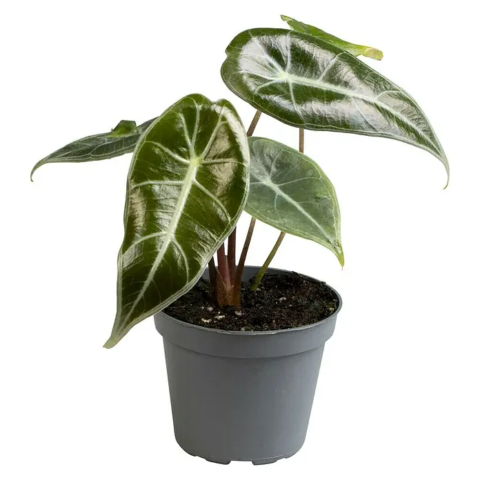 Piardino Elefantenohr - Alocasia longiloba, Topfgröße: 6 cm - Vorderansicht