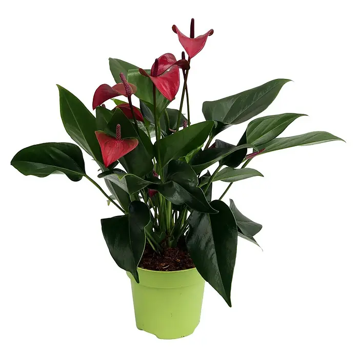 Piardino Flamingoblume - Anthurium andreanum, Topfgröße: 12 cm, Dunkellila - Vorderansicht