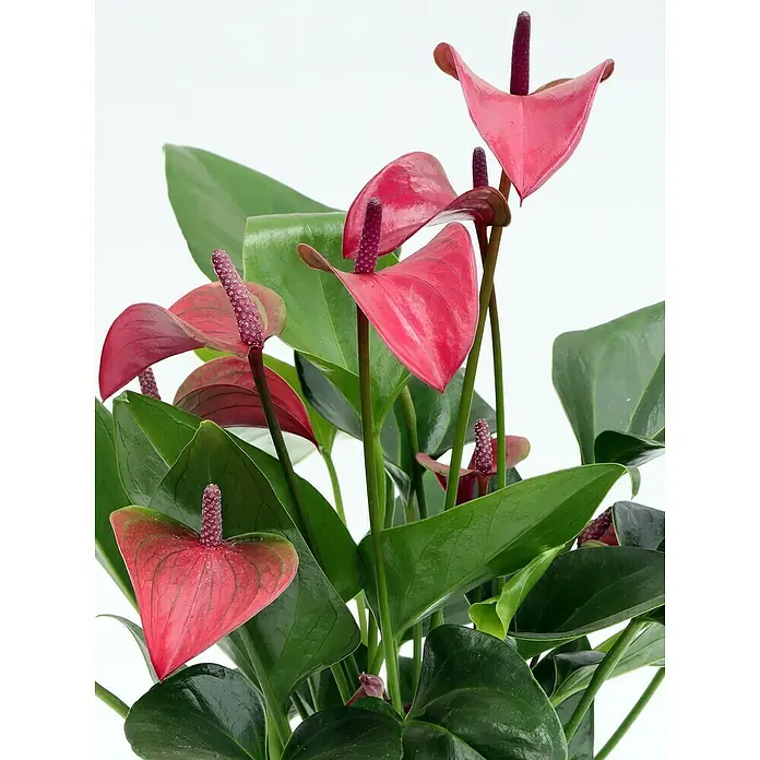 Piardino Flamingoblume - Anthurium andreanum, Topfgröße: 12 cm, Dunkellila - Detailaufnahme