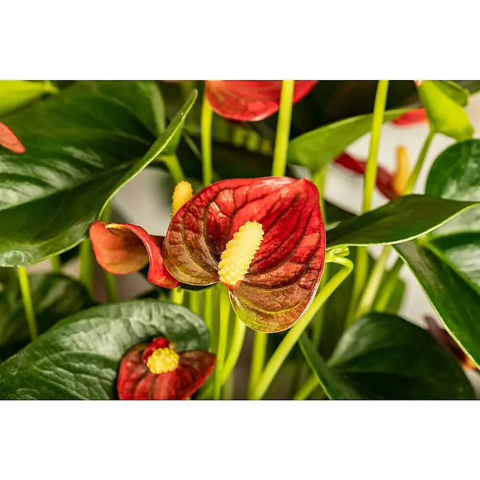 Piardino Flamingoblume - Anthurium andreanum, Topfgröße: 12 cm, Dunkelrot - Detailaufnahme