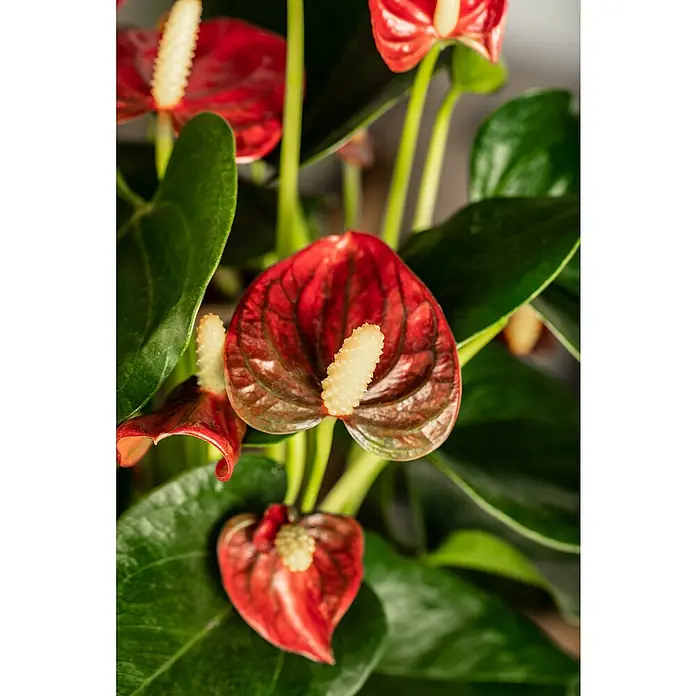 Piardino Flamingoblume - Anthurium andreanum, Topfgröße: 12 cm, Dunkelrot - Detailaufnahme