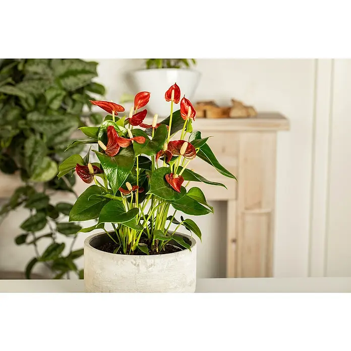 Piardino Flamingoblume - Anthurium andreanum, Topfgröße: 12 cm, Dunkelrot - Stimmungsaufnahme