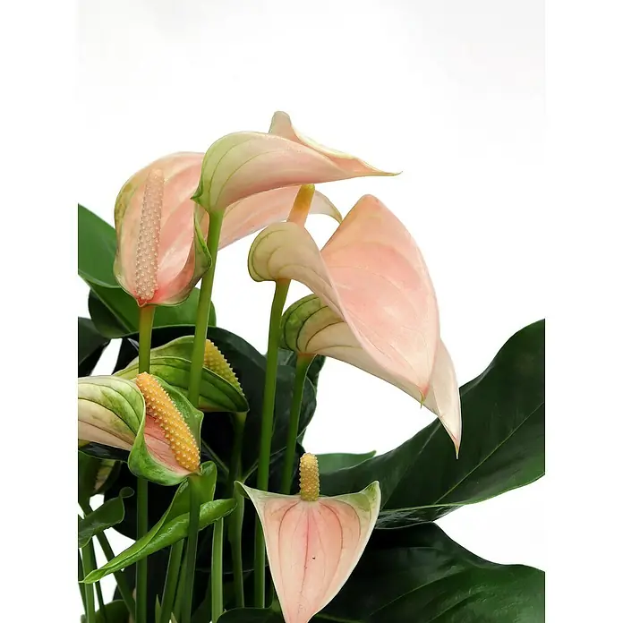 Piardino Flamingoblume - Anthurium andreanum, Topfgröße: 12 cm, Lachsrosa - Detailaufnahme