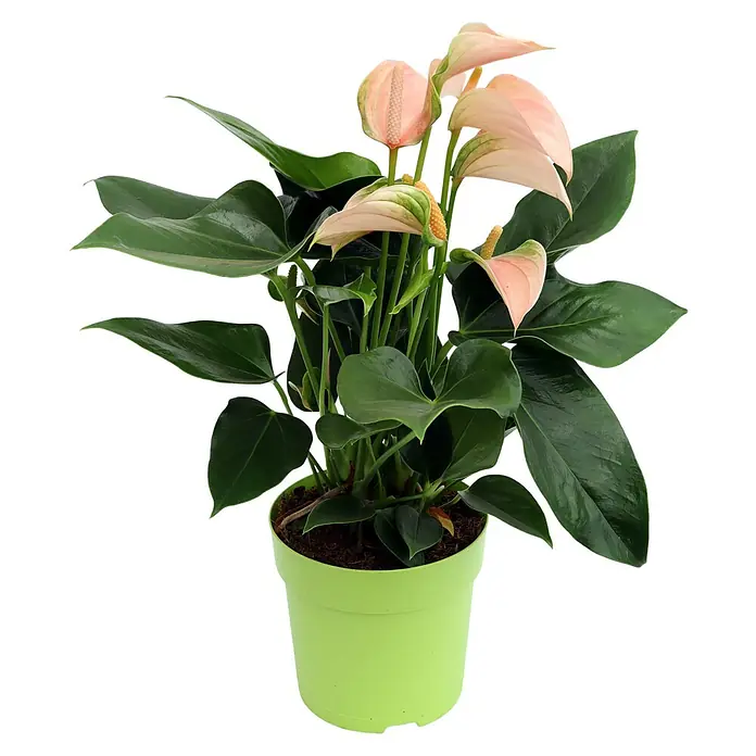 Piardino Flamingoblume - Anthurium andreanum, Topfgröße: 12 cm, Lachsrosa - Vorderansicht