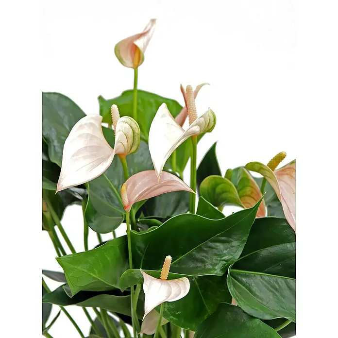 Piardino Flamingoblume - Anthurium x andreanum, Topfgröße: 17 cm, Lachsrosa - Detailaufnahme