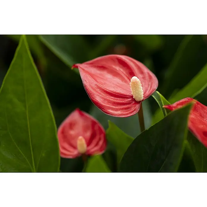 Piardino Flamingoblume - Anthurium andreanum, Topfgröße: 12 cm, Rot - Detailaufnahme