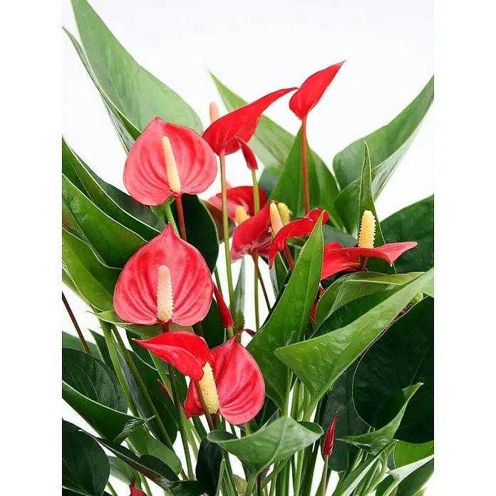 Piardino Flamingoblume - Anthurium andreanum, Topfgröße: 12 cm, Rot - Detailaufnahme