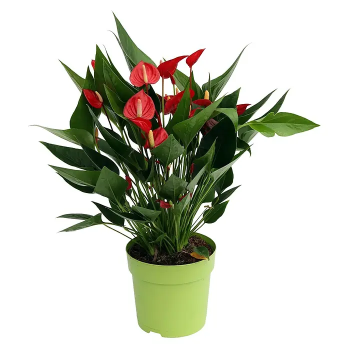 Piardino Flamingoblume - Anthurium andreanum, Topfgröße: 12 cm, Rot - Vorderansicht