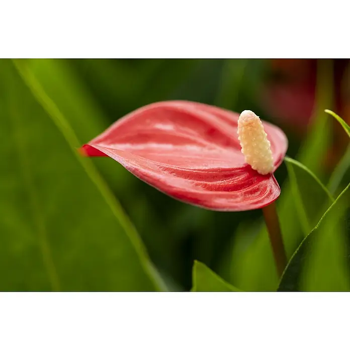 Piardino Flamingoblume - Anthurium andreanum, Topfgröße: 12 cm, Rot - Detailaufnahme