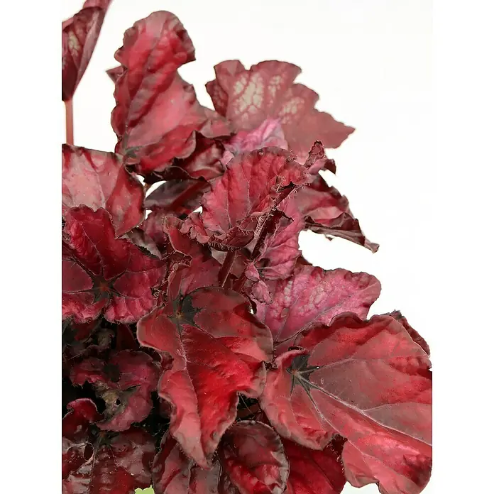 Piardino Blattbegonie - Begonia rex, Topfgröße: 12 cm - Detailaufnahme