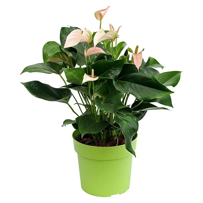 Piardino Flamingoblume - Anthurium x andreanum, Topfgröße: 17 cm, Lachsrosa - Vorderansicht