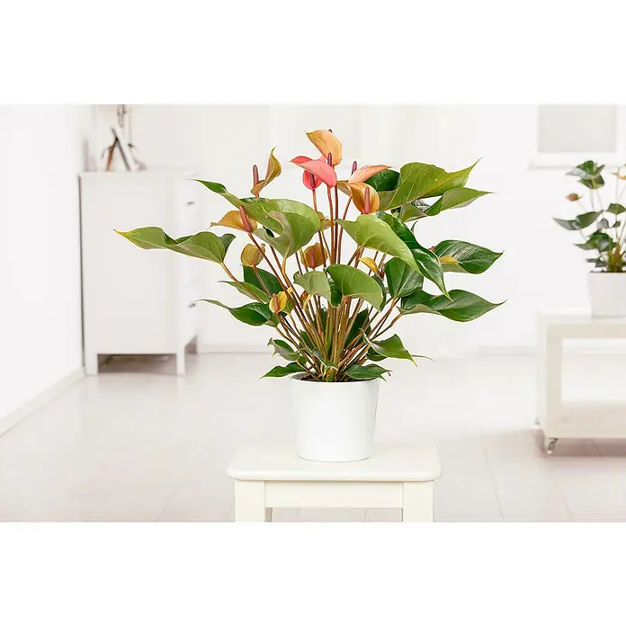 Piardino Flamingoblume - Anthurium x andreanum, Topfgröße: 17 cm, Lachsrosa - Stimmungsaufnahme