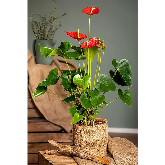 Piardino Flamingoblume - Anthurium x andreanum, Topfgröße: 17 cm, Rot - Stimmungsaufnahme