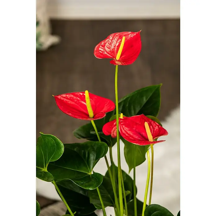 Piardino Flamingoblume - Anthurium x andreanum, Topfgröße: 17 cm, Rot - Detailaufnahme
