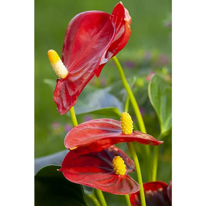 Piardino Flamingoblume - Anthurium x andreanum, Topfgröße: 17 cm, Rot - Detailaufnahme