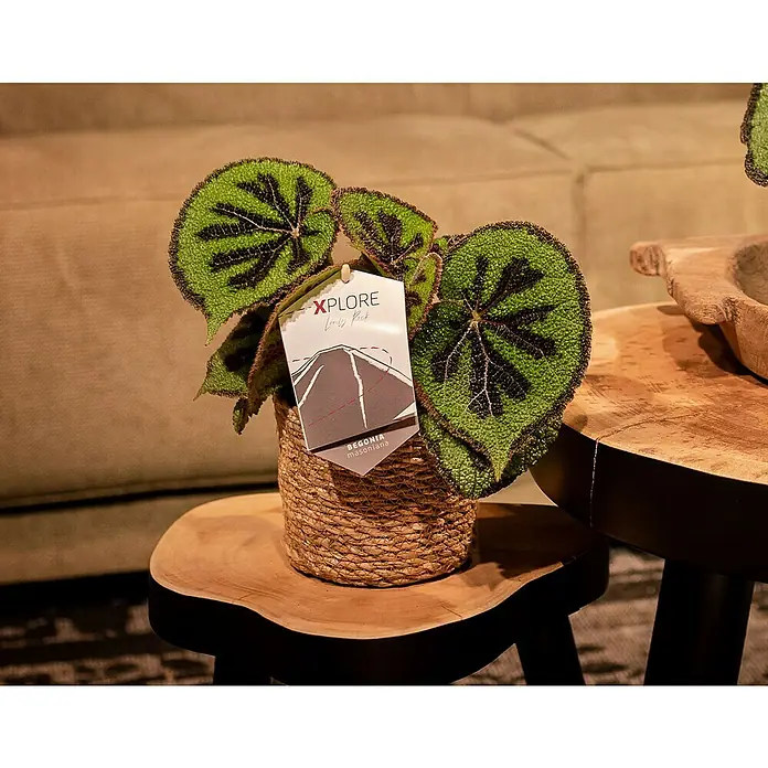 Piardino Blattbegonie - Begonia masoniana, Topfgröße: 12 cm - Stimmungsaufnahme