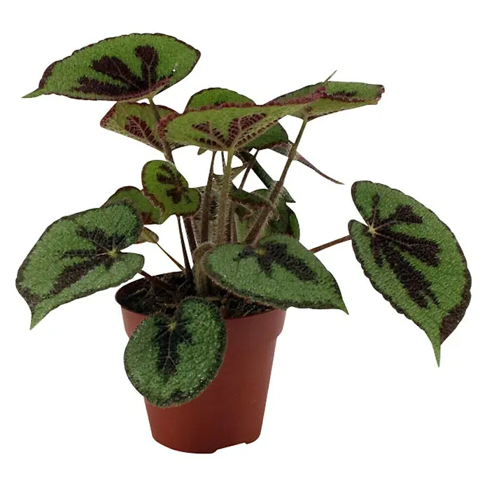 Piardino Blattbegonie - Begonia masoniana, Topfgröße: 12 cm - Vorderansicht