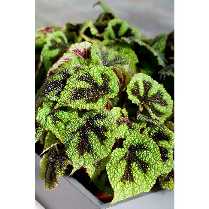 Piardino Blattbegonie - Begonia masoniana, Topfgröße: 12 cm - Stimmungsaufnahme