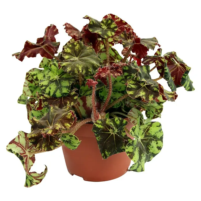 Piardino Blattbegonie - Begonia rex, Topfgröße: 13 cm - Vorderansicht