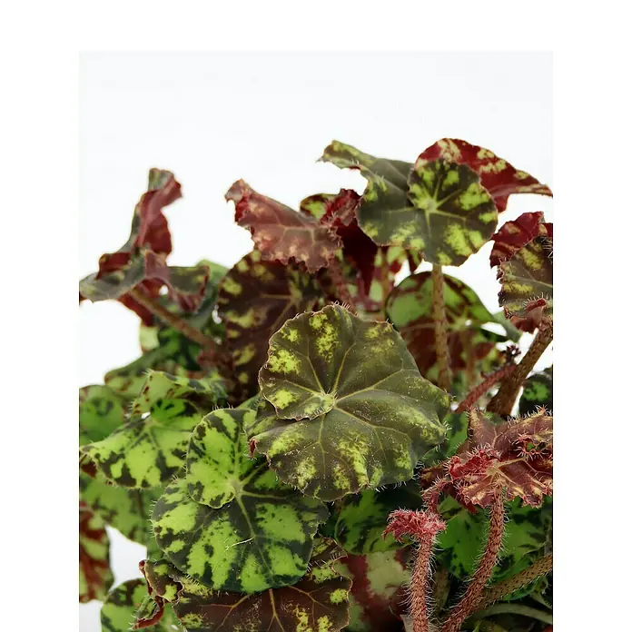Piardino Blattbegonie - Begonia rex, Topfgröße: 13 cm - Detailaufnahme