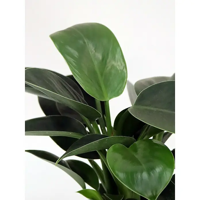 Piardino Baumfreund 'Green Princess' - Philodendron, Topfgröße: 12 cm - Detailaufnahme
