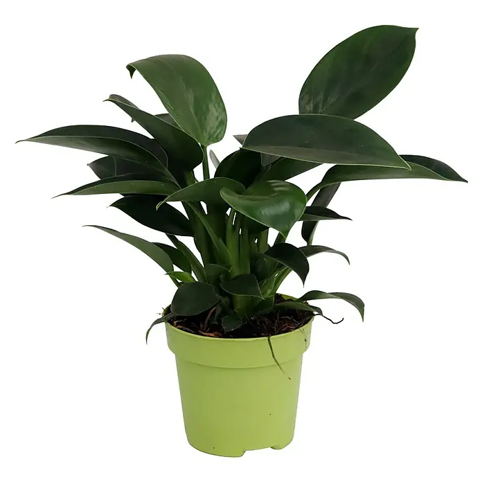 Piardino Baumfreund 'Green Princess' - Philodendron, Topfgröße: 12 cm - Vorderansicht