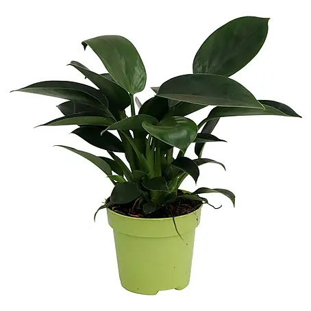Piardino  Baumfreund 'Green Princess'