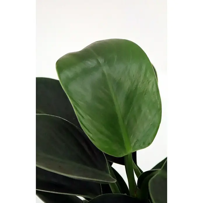 Piardino Baumfreund 'Green Princess' - Philodendron, Topfgröße: 12 cm - Detailaufnahme