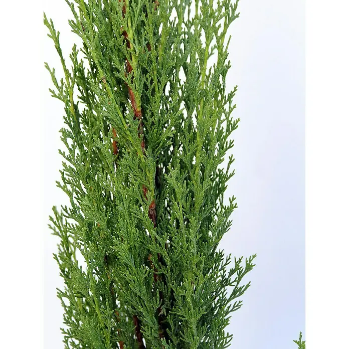 Piardino Echte Mittelmeer-Zypresse - Cupressus Sempervirens, Topfvolumen: 18 l - Detailaufnahme