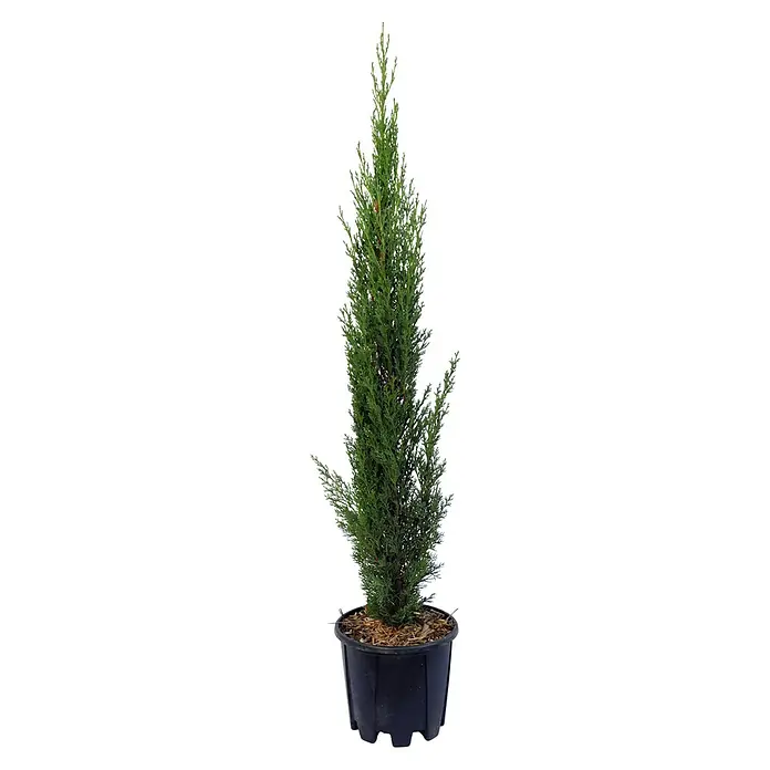 Piardino Echte Mittelmeer-Zypresse - Cupressus Sempervirens, Topfvolumen: 18 l - Vorderansicht