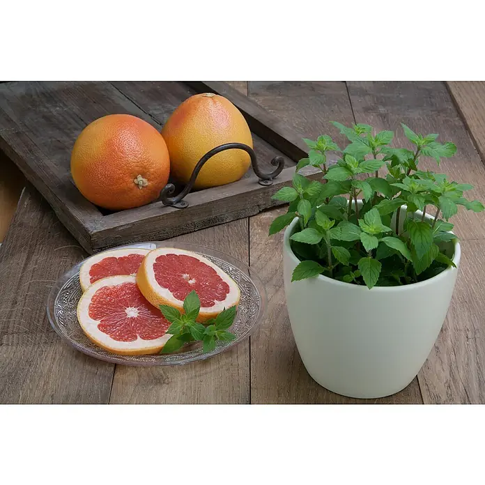 Piardino Grapefruitminze - Mentha suaveolens x piperita - Stimmungsaufnahme