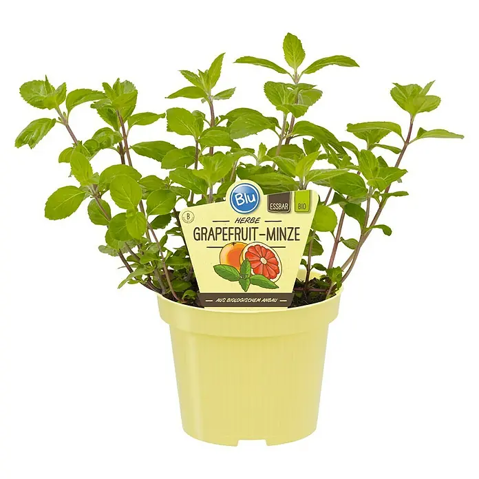 Piardino Grapefruitminze - Mentha suaveolens x piperita - Vorderansicht