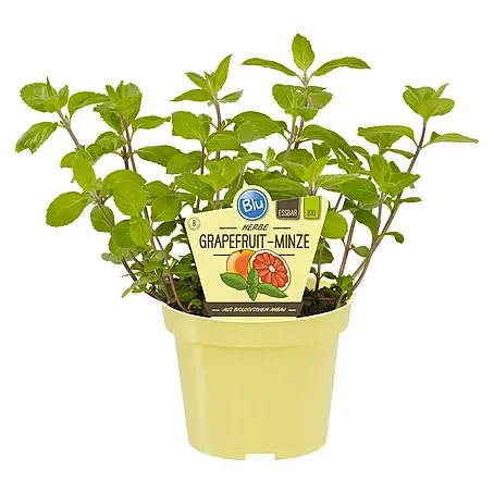 Piardino  Grapefruitminze