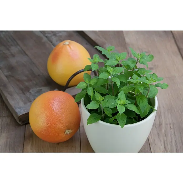 Piardino Grapefruitminze - Mentha suaveolens x piperita - Stimmungsaufnahme