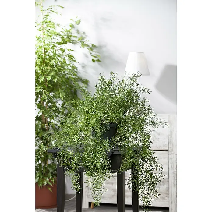 Piardino Zierspargel Ampel - Asparagus falcatus, Topfgröße: 18 cm - Stimmungsaufnahme