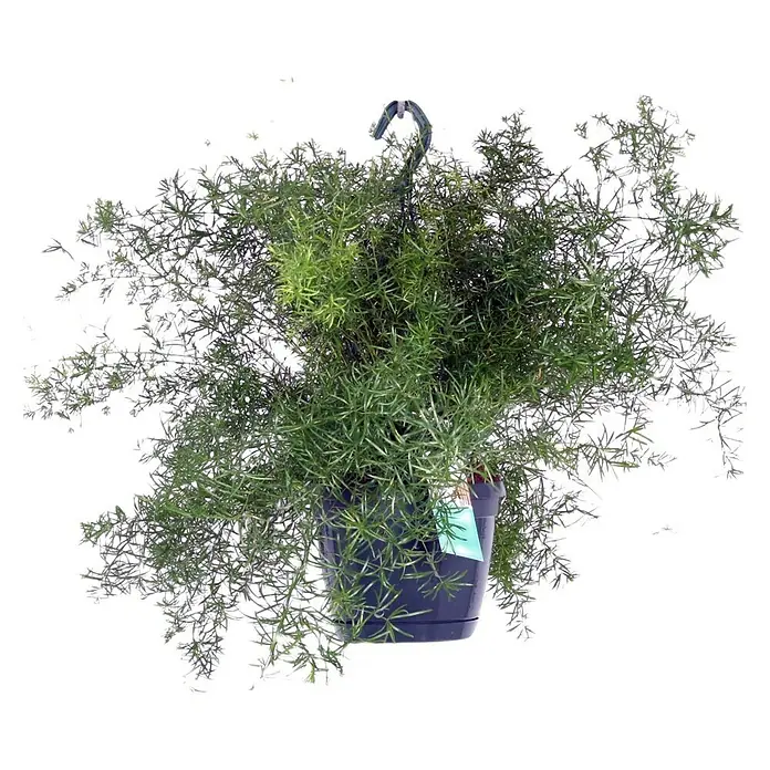 Piardino Zierspargel Ampel - Asparagus falcatus, Topfgröße: 18 cm - Vorderansicht