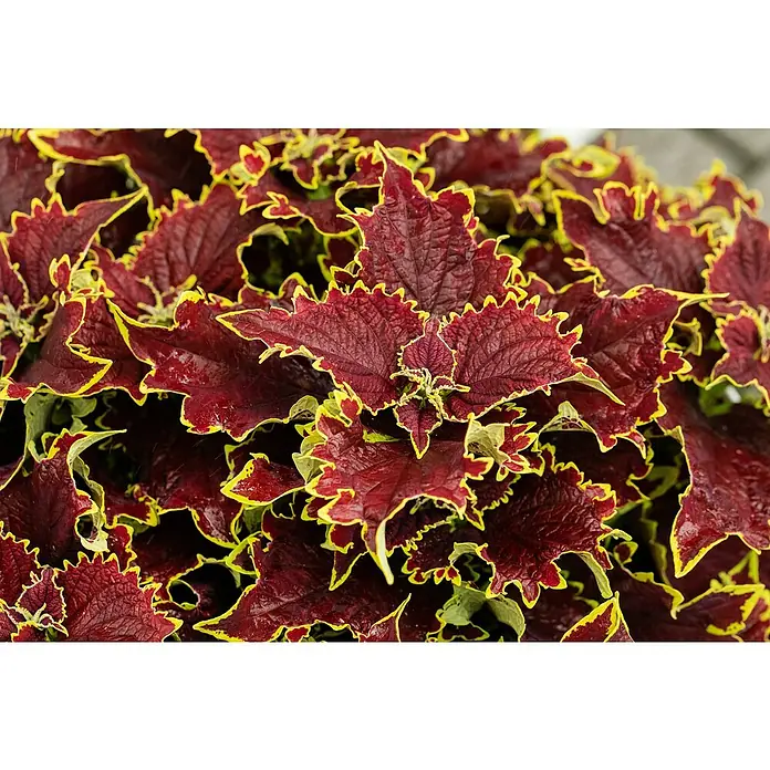 Piardino Buntnessel - Coleus blumei, Topfgröße: 6 cm - Stimmungsaufnahme